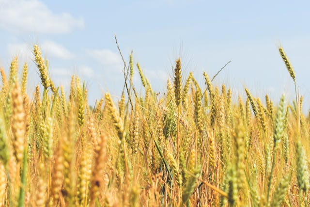 Wheat Production Remains Stable Despite Unseasonal Weather: Government